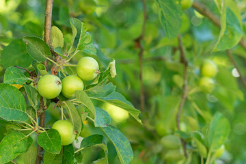 Obraz premium Closeup of green apples on a branch in an orchard.