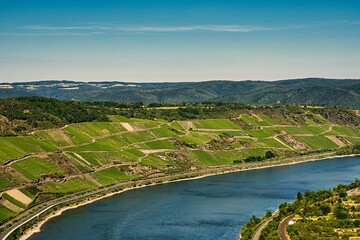 Felder am Rhein Ufer 