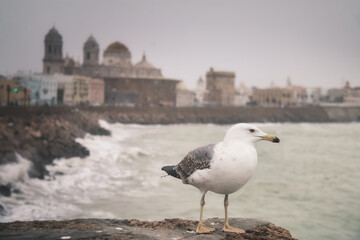 Seagull in the foreground with the Cathedral of Cadiz in the background