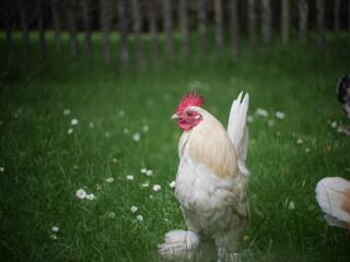 rooster in the garden © Martijn