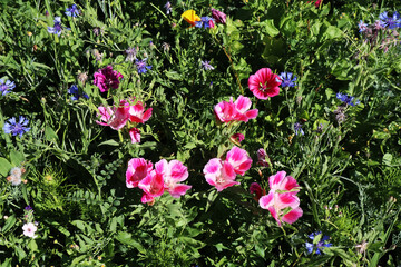 Blumenwiese, Blüten, Blumen, Sommer, Garten, Bienenweide