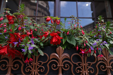 Flowers in front of a window in London