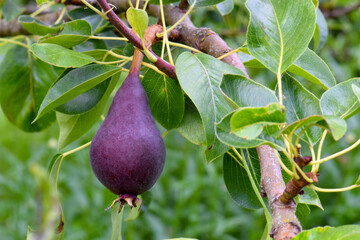 Purple Pear 03