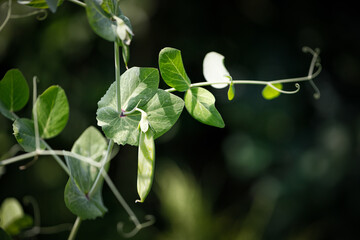Green young peas grow on a stalk in a vegetable garden. harvest.  Agriculture plant growing in bed...