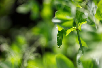 Green young peas grow on a stalk in a vegetable garden. harvest.  Agriculture plant growing in bed row.  .Sprouts of peas.