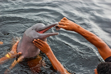 man feeding pink river dolphin