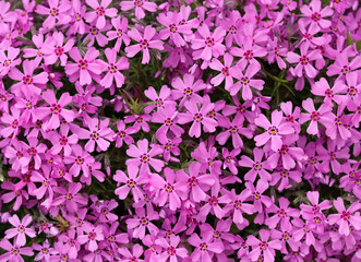 Background of purple flowers Phlox in spring