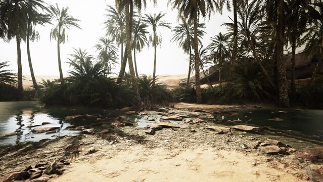 Desert oasis pond with palm trees and plants