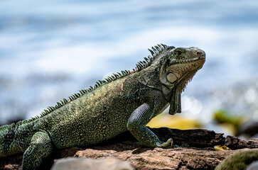 Iguane de profil en bord de mer (Martinique) © Brice