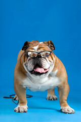 Obraz premium Close-up of French Bulldog