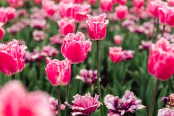 field of terry pink tulips