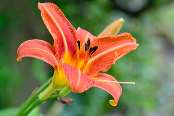 Daylily Orange 02