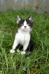 Obraz premium Portrait of a little kitten in green grass on the nature