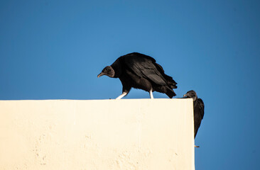 Jote Cabeza Negra (Coragyps atratus) 