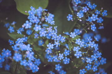 blue flowers forget-me-not flowers. spring, summer