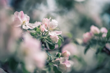 beautiful white apple blossoms flowers in spring