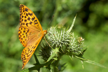 An orange butterfly (Lepidoptera) with black spots on a green thistle in the garden. Insect on a flower. From top.