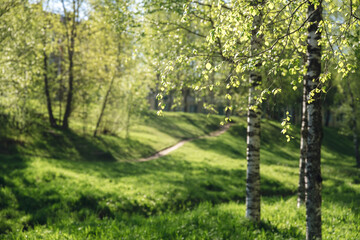 Fototapeta na wymiar beautiful birch forest in summer