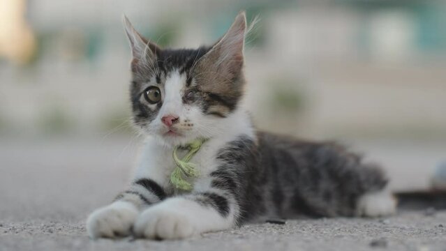A kitten without one eye lies on the asphalt and looks around, close-up.