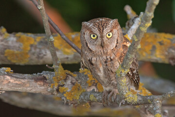 Syczek, Eurasian scops owl (Otus scops)