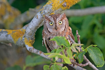 Syczek, Eurasian scops owl (Otus scops)