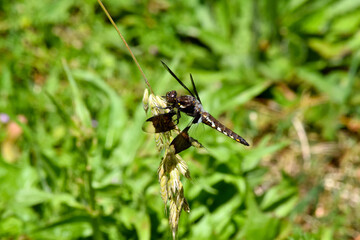 Brown Skimmer 03