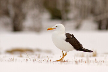 Mewa żółtonoga, lesser black-backed gull (Larus fuscus)