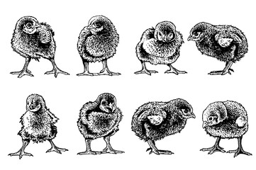 Big vector set of  newborn chicks isolated on white,graphical drawing. Vector illustration
