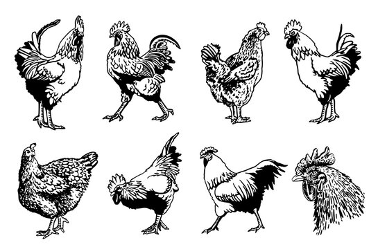 Vector set of poultry domestic animals: roosters and hens isolated on white background, domestic animals, grahical elements