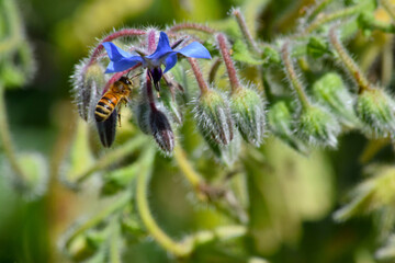 Sunlight Borage Bee Hover 01