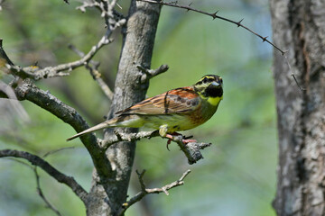 Cirl bunting // Zaunammer (Emberiza cirlus)