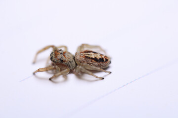 little jumping spider macro photo