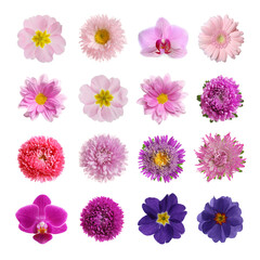 Set with different beautiful flowers on white background