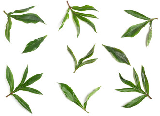 Composition of peony leaves.