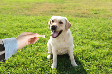 Woman giving tasty bone shaped cookie to her dog outdoors, closeup