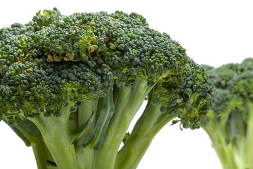 Two heads of broccoli on a white background....