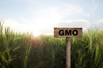 GMO crop. Wooden sign in field with ripening wheat - obrazy, fototapety, plakaty