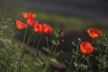 beautiful red poppies in summer