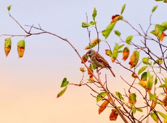 branch with leaves