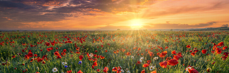 Fototapeta na wymiar Beautiful summer sunrise over wild flowers meadow