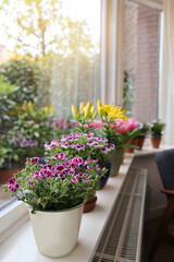 Fototapeta na wymiar Many beautiful blooming potted plants on windowsill indoors, space for text