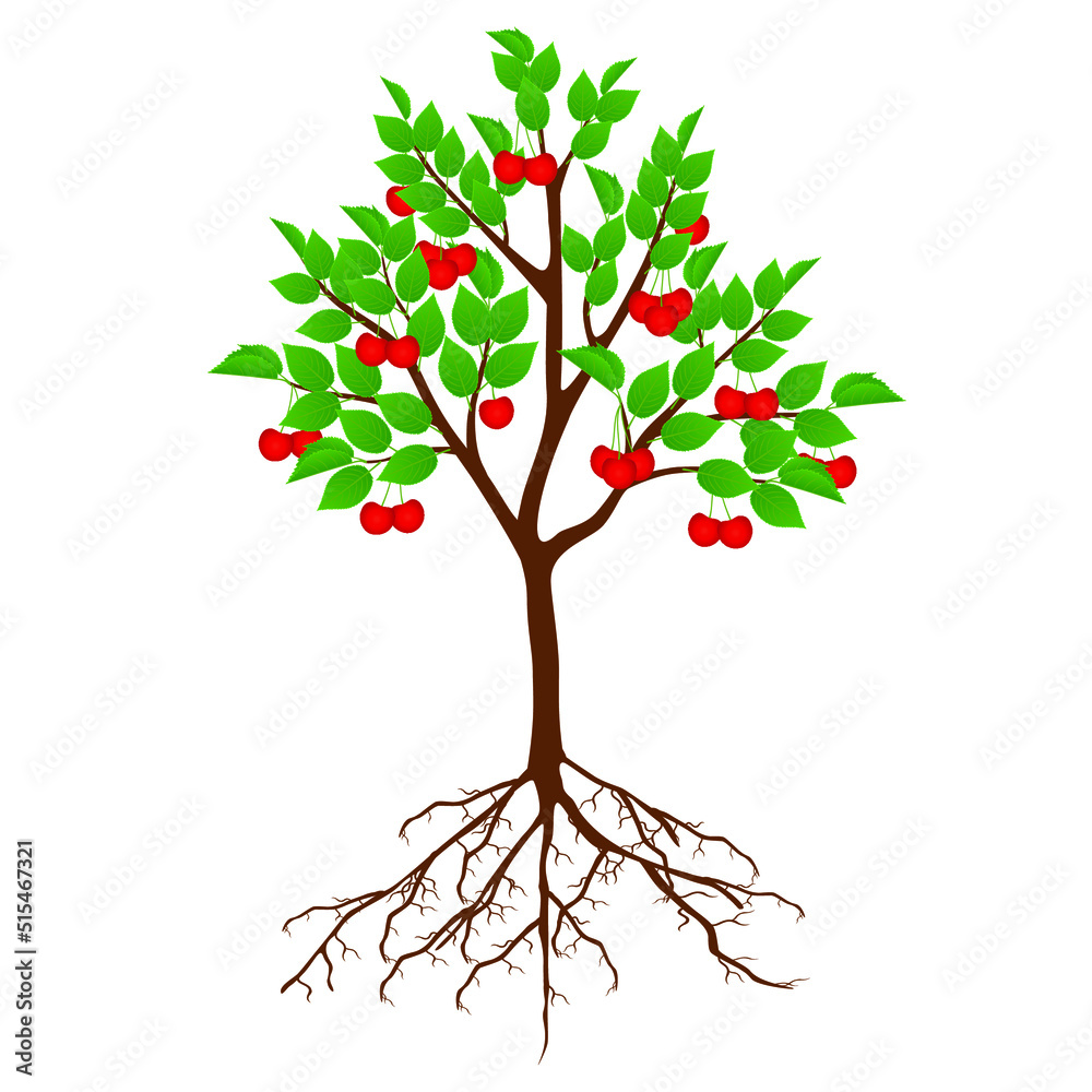 Canvas Prints tree cherry with fruits and roots on white background.