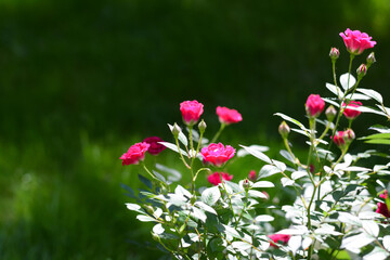 Beautiful blooming rose bush outdoors on sunny day