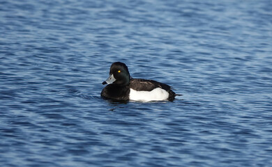 A male tufted duck swimming in a lake. 