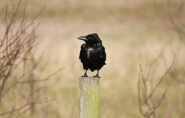 A crow perching on a wooden post. 