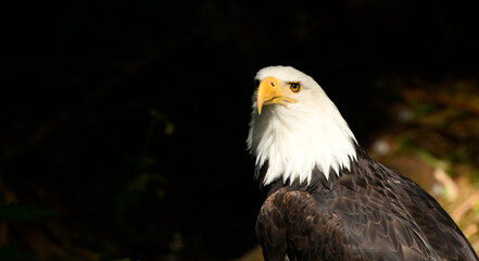 An American bald eagle in the shadows of a forest.