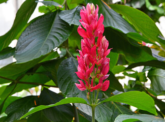 kwitnący kwiat egzotyczny Megaskepasma erythrochlamys , brazylijski czerwony płaszcz - obrazy, fototapety, plakaty
