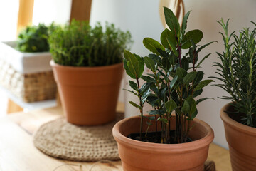 Different aromatic potted herbs on wooden table indoors