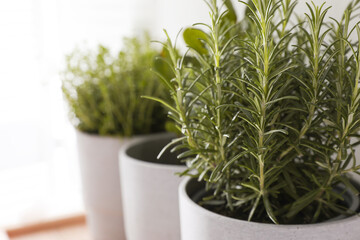 Pot with rosemary and other aromatic herbs indoors, closeup