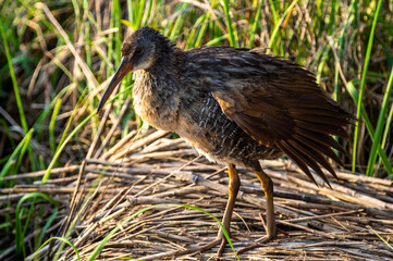 Clapper rail in the Salt Marsh